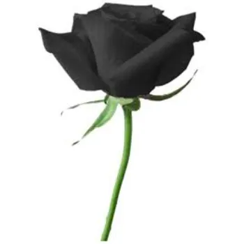 Fresh Black Rose